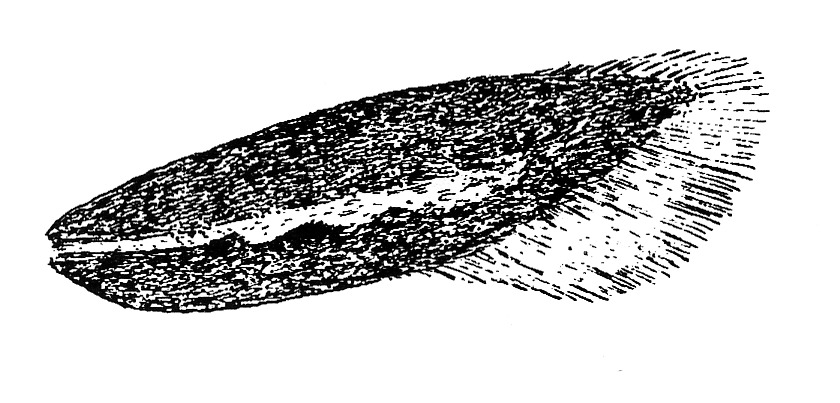 Scythris dissimilella (Scythrididae).